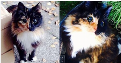 Blind Cat Looks Like She Can See Beyond Limits