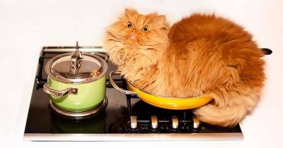 Ways Cats &ldquo;Help&rdquo; Us In the Kitchen