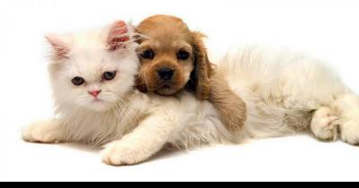 Cats Vs. Dogs, A Competition For The Ages