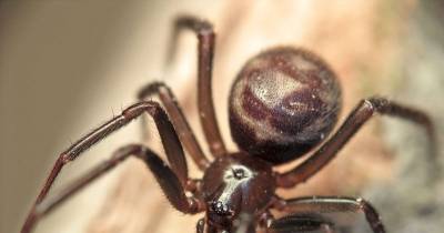 A Newly Discovered Spider Can Swim, Eat Fish And Is Called Brian