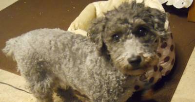 This Dog Noticed His Owner Was Sad... So Brought Her Brilliant Gifts To Cheer Her Up