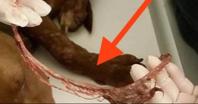 What They Did To This Dog Is Absolutely Disgusting