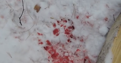This Son Wrote A Note To His Mom In The Snow While A Bear Tore Him Into Pieces.