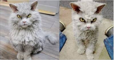 Frowning Kitty Has Ability To Stare And Glare Without Moving