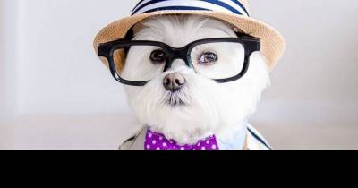 Toby The Hipster Dog Is Way Cooler Than All Of Us