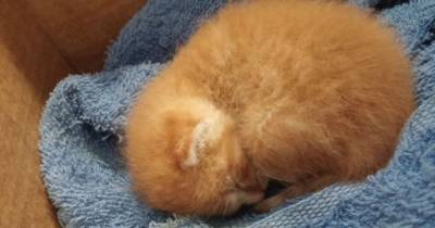 Tiny Baby Kitten Found In Back Yard Then And Now