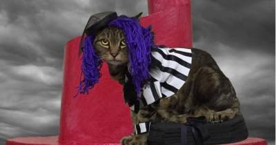 Check Out These Cats Starring In &ldquo;RuPaul&rsquo;s Drag Race&rdquo;