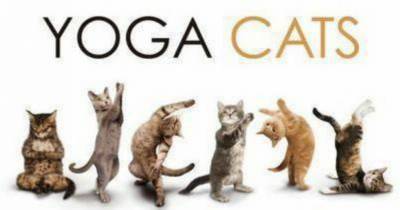 Yoga Poses My Cats Made Up
