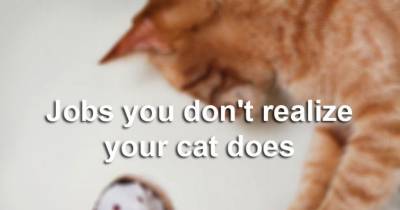 Important Everyday Cat Jobs