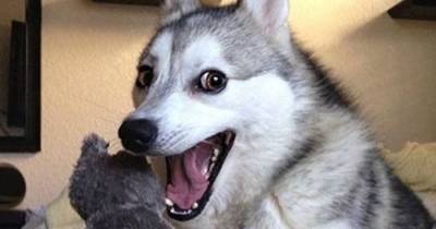 Dog Puns That Will Instantly Brighten Your Day