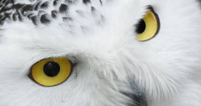 10 Arctic Species And The Facts You Should Know About Them