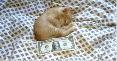 Man Rescues Tiny Kitten The Size Of Dollar Bill Then The Kitten Returns The Favor