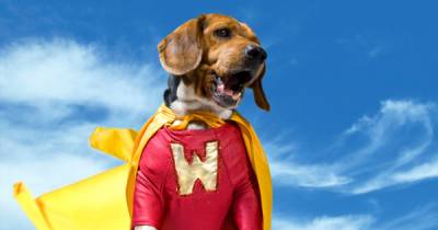 Six Pound Terrier Takes On Bear And More Traumatic And True Stories Of Dogs Saving Their Best Friends.