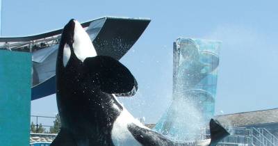 These Are The Most Awful Incidents to Ever Happen at SeaWorld!