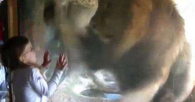 Little Girl Blows Lion A Kiss At The Zoo - But Did Not Expect This Reaction