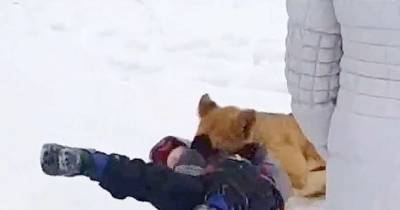 Light-Hearted Moment Woman Plays With Lion Cub Turns To Horror When It Pounces On Toddler Nearby