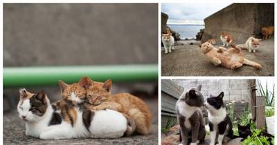 Cat Island &ndash; The Cat Lovers Paradise