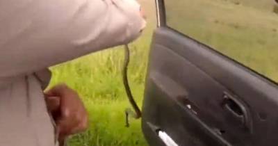Venomous Snake Hitches Ride Inside Car - Passenger's Reaction Is Amazing