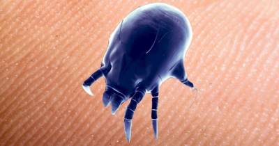 10 Things Creeping Around Your Mattress