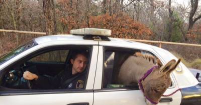 Cop Rescues Donkey From Getting Hit By Traffic, Donkey Thanks Him In A Way He Didn&rsquo;t Expect