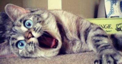 Surprised Cats That Will Make Your Day Instantly Better