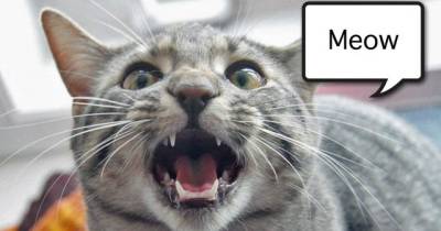 7 Types Of Meows And What They Mean