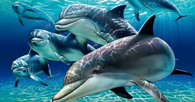 Pictures Of Dolphins Being All Majestic And Stuff