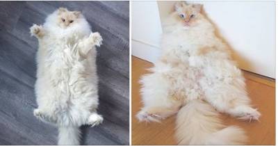 This Kitty's Glorious Fluff May Just Put You on Cloud 9!