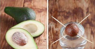 How To Successfully Grow An Avocado Tree - A Must Try For Avocado Fanatics