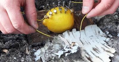 How To Start A Fire With A Lemon