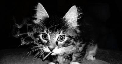 Join Truth In The #Finishit Campaign To End Smoking Tobacco Products Around Cats