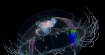 Insanely Beautiful Pictures Of Bioluminescent Creatures