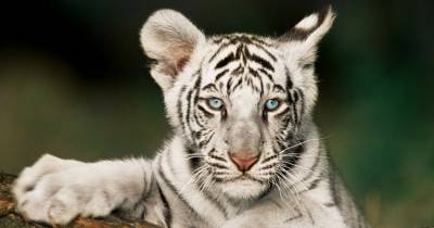 Baby White Tigers That Are So Cute It Hurts