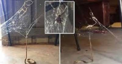 Deadly Snake Trapped In Redback Spider Web Is Struggling To Break Free