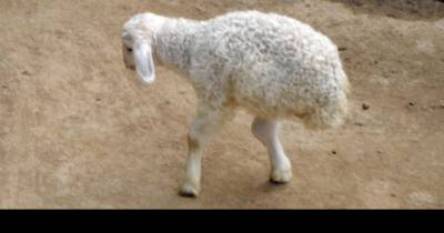 This Sheep Was Born With Two Legs