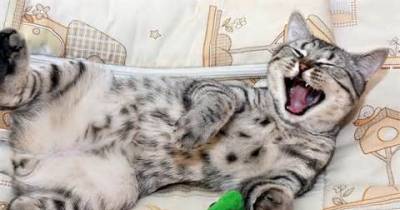 Laws Of Physics Applied To Cats