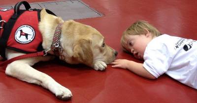 15 Things You Didn't Know About Service Animals