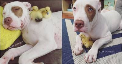 This Rescue Dog Has A Job To Do, And It's The Cutest Thing Ever