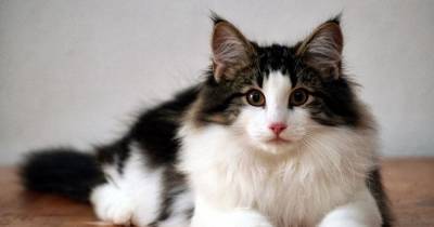 These Unique Cat Breeds May Become Your New Favorite Felines