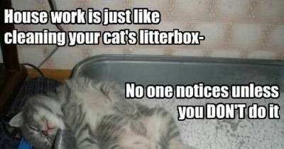 Ways To Make Your Home Easier To Clean If You Have Cats