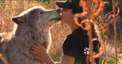 How Wolf Therapy Can Help Veterans With PTSD