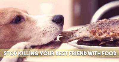 People Food That Is Toxic To Dogs