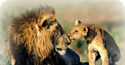 Interesting Facts About Africa&rsquo;s Wildlife