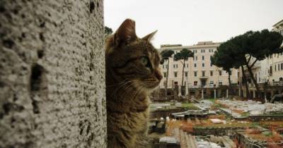 The Site Of Caesar&rsquo;s Stabbing Has Been Repurposed Into A Cat Sanctuary