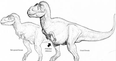 Pregnant T-Rex Discovered And It Might Still Have DNA