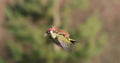 Baby Weasel Takes Magical Ride On Woodpecker's Back! Or Does He?