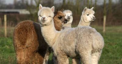 Alpaca Facts: Things You Never Knew About The Llama&rsquo;s Quirky Relative