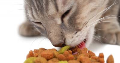 Never Feed Your Cat These Human Foods