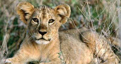 Lion Cubs Cuter Than Simba