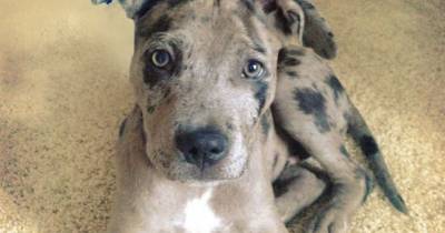 Adorably Awkward Mixed Breed Dogs Will Make You Love Mutts Even More